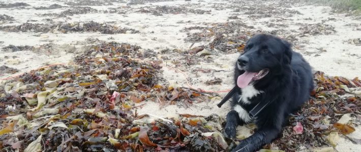 Faut-il promener son chien en hiver ?