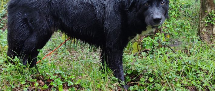 Quand la pluie est là, on va dans les bois !